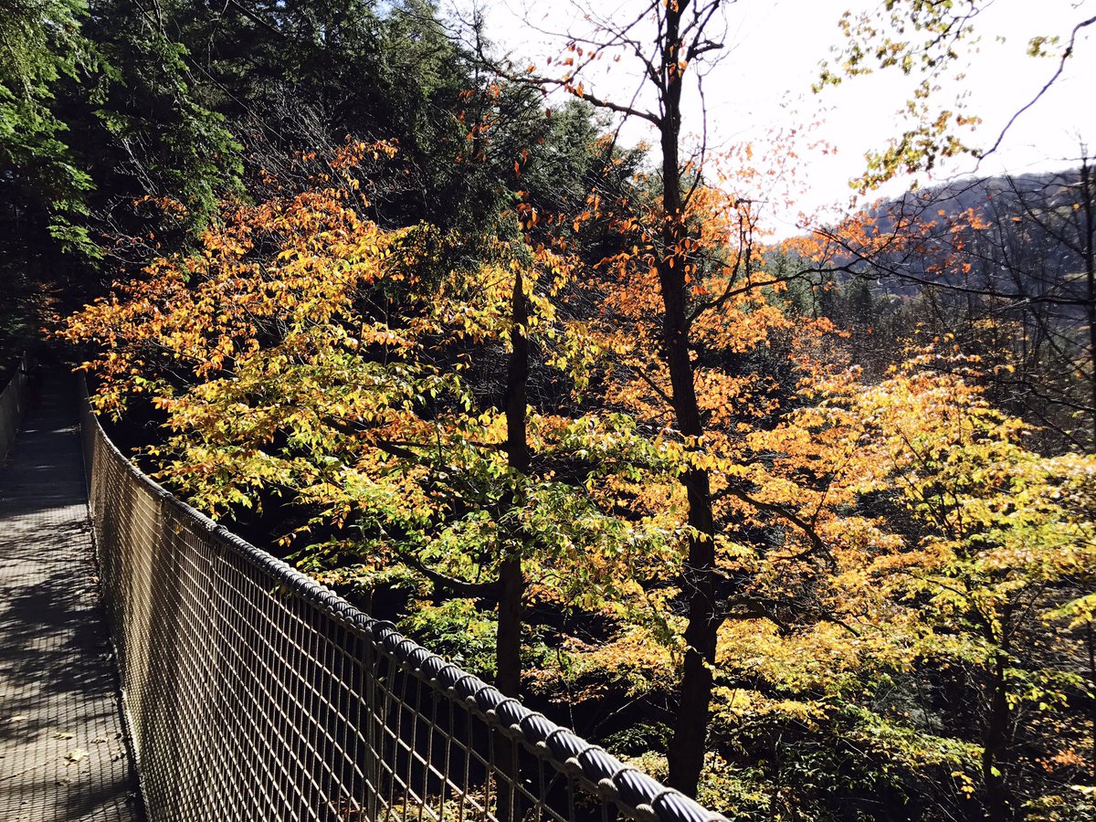 RamblewildFun's tweet photo. Today at #Ramblewild: a beautiful Fall day to play in the trees! #aerialpark #zipline #Berkshires #leefpeeping https://t.co/0NZFlVzsrQ