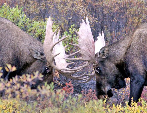 HappenShare's tweet photo. Have you checked out the Powerline Trail? MOOSE ARE EVERYWHERE looking for love. Be careful. #alaska #moose #rut https://t.co/jwqtqu5KXF