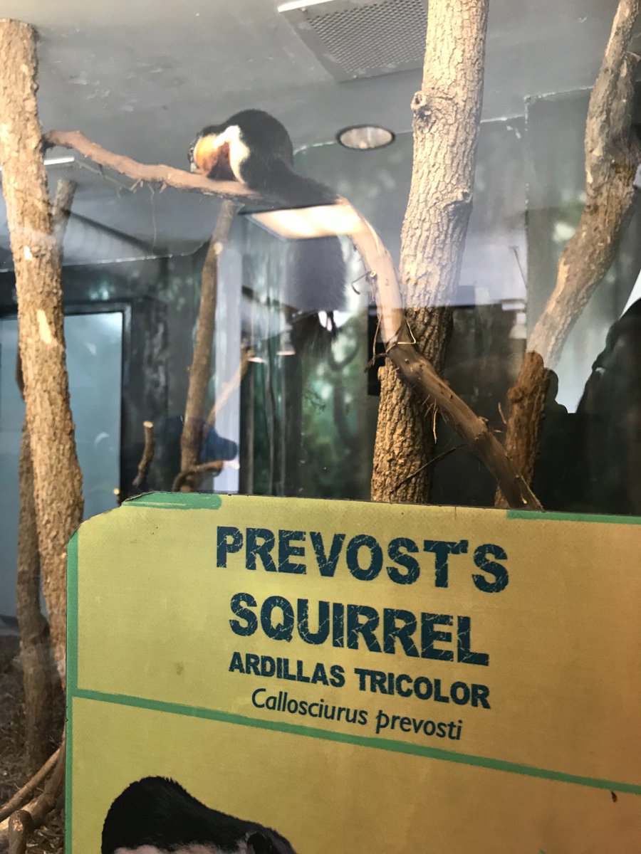 Ecclesiologian's tweet photo. Stumbled onto the KC Zoo’s chief academic officer. Humbly serving the zoo community. Must’ve been mentored by @JGDuesing #ForTheZoo #Prevost https://t.co/GPm3Itbiqp