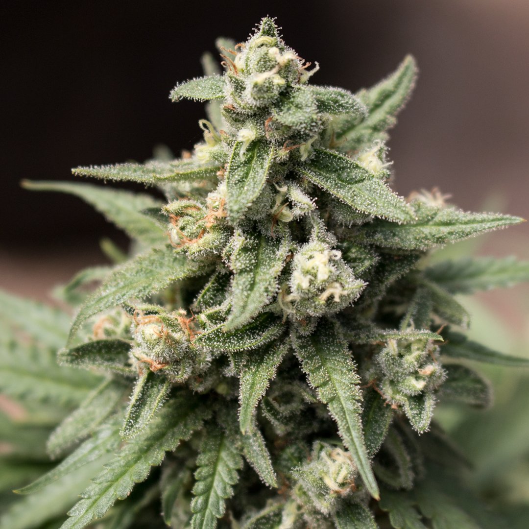 Happy 420! Here's a funky looking beauty, Lamb's Haze - ptbx.co/p8 #mmj #cannabis #420 ptbx.co/p8