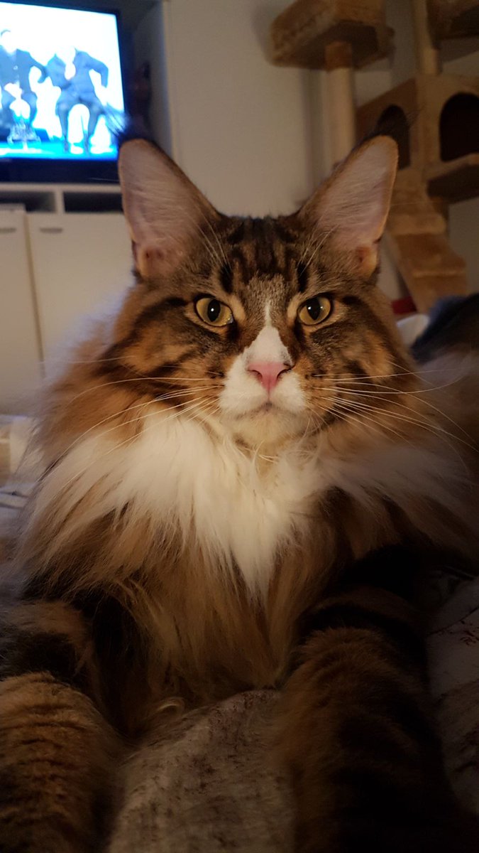 Buonanotte da Bignè😍