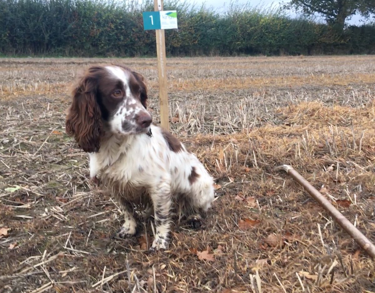 richai1's tweet photo. First day on the new shoot syndicate for Fern #BASCGundogs #MansBestFriend https://t.co/hyQmkntL8U