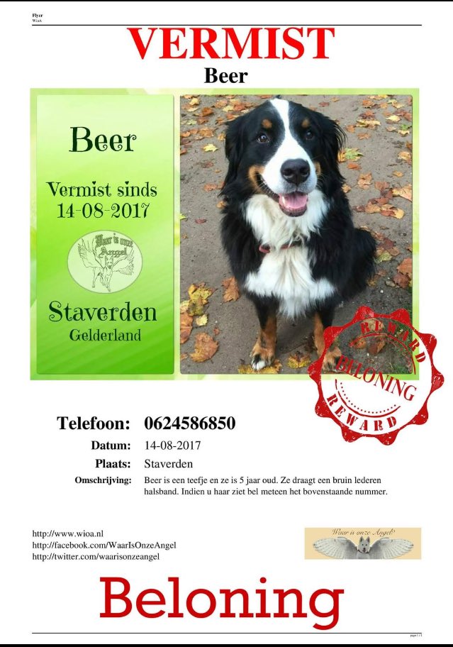 hond_is's tweet photo. Beloning voor de gouden tip!
#beloning #vermist #berner https://t.co/yaFBWAtif5