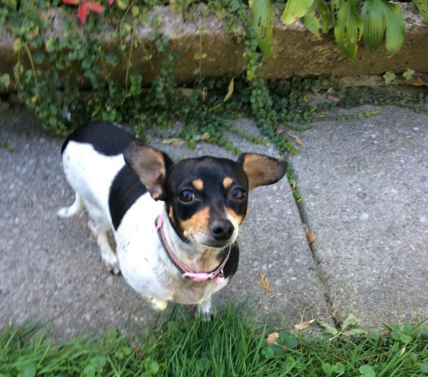 RedemptionPaws's tweet image. Tilley left Houston a week after #HurricaneHarvey and has been happily waiting for a home in Toronto! 
ADOPT at redemptionpaws.org