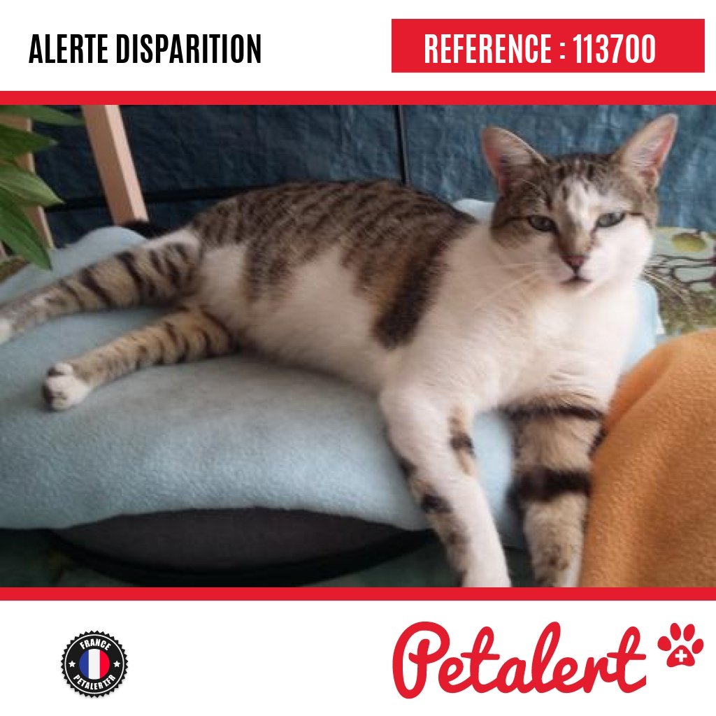 petalert_france's tweet photo. Disparu #Chat #Coted'Or #TilChatel #Petalert #Pet #Alert / https://t.co/ikL99YPX4A https://t.co/R9ahg0t1N7