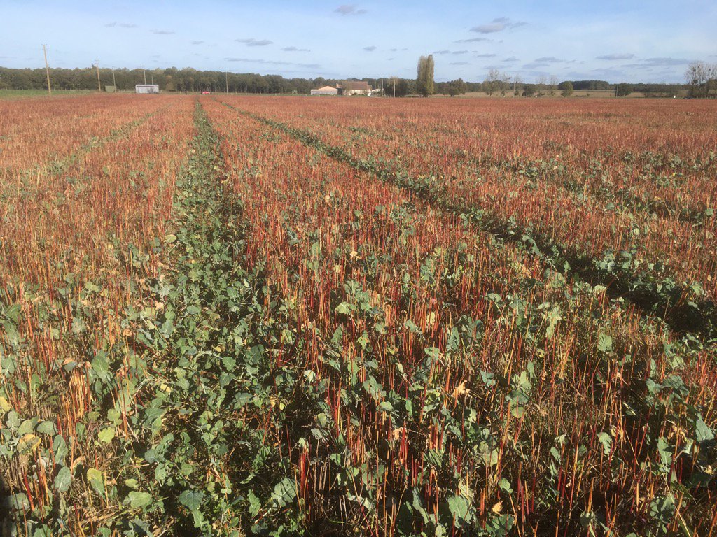 FthomasTcs's tweet photo. Le colza emerge des chaumes de sarrasin en 2 culture. OSR emerging after the harvest of the relay crop of buckwheat https://t.co/egzg5M5JZC