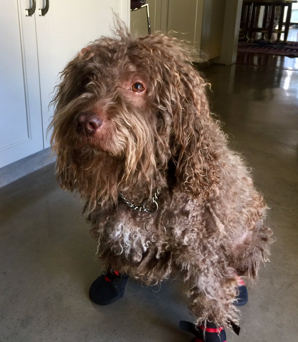 My dog Lester is Jewish. He wears red shoes, smells fear, bites racists, homophobes, misogynists, traitors &amp; greedy bastards.  #TrumpRussia