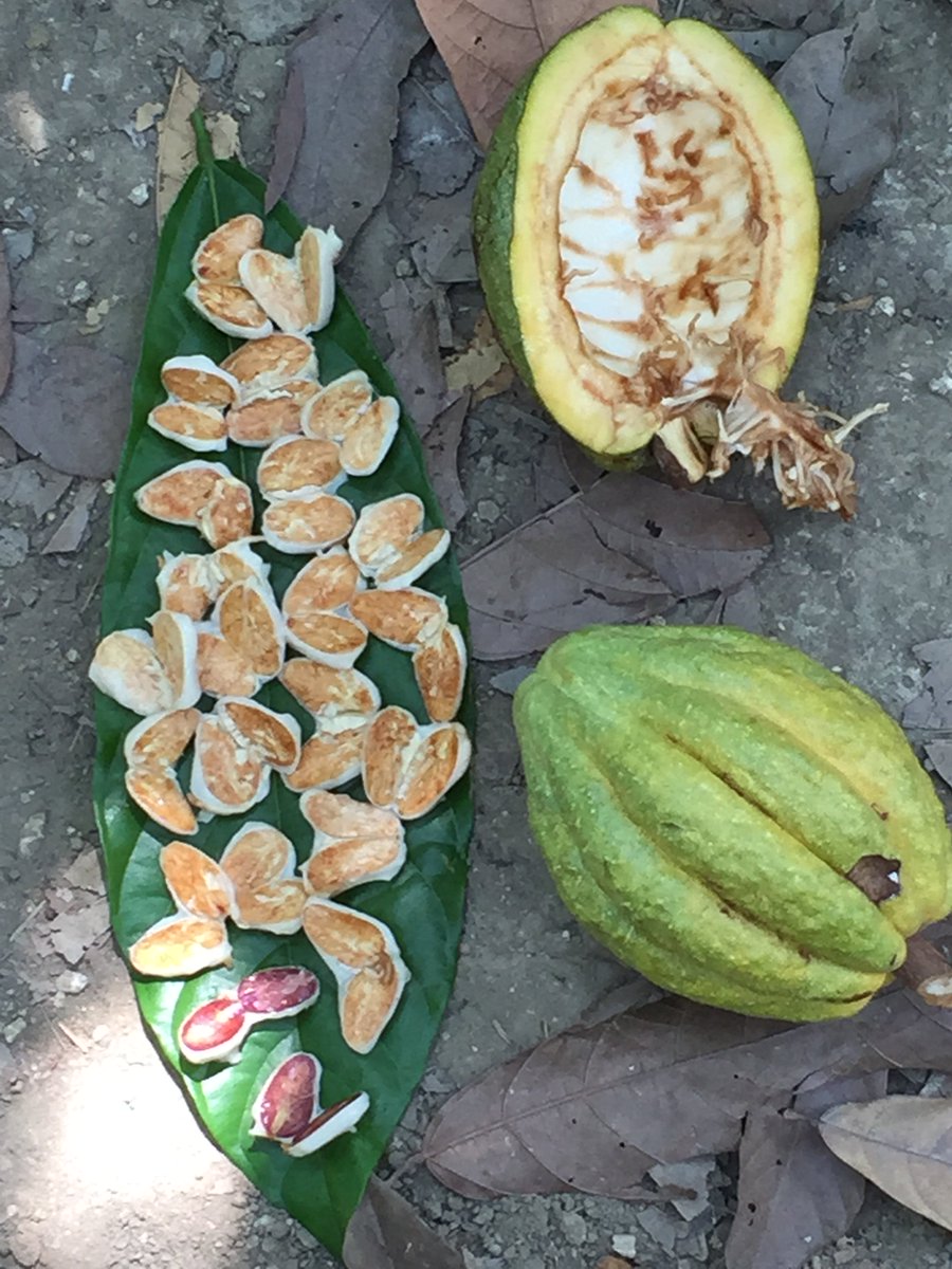 CHOICEorg's tweet photo. We've partnered with @durcichocolate &amp; Peruvian farmers to make premium chocolate. https://t.co/BlkC10284M #nationalchocolateday https://t.co/03dzRzHM3t