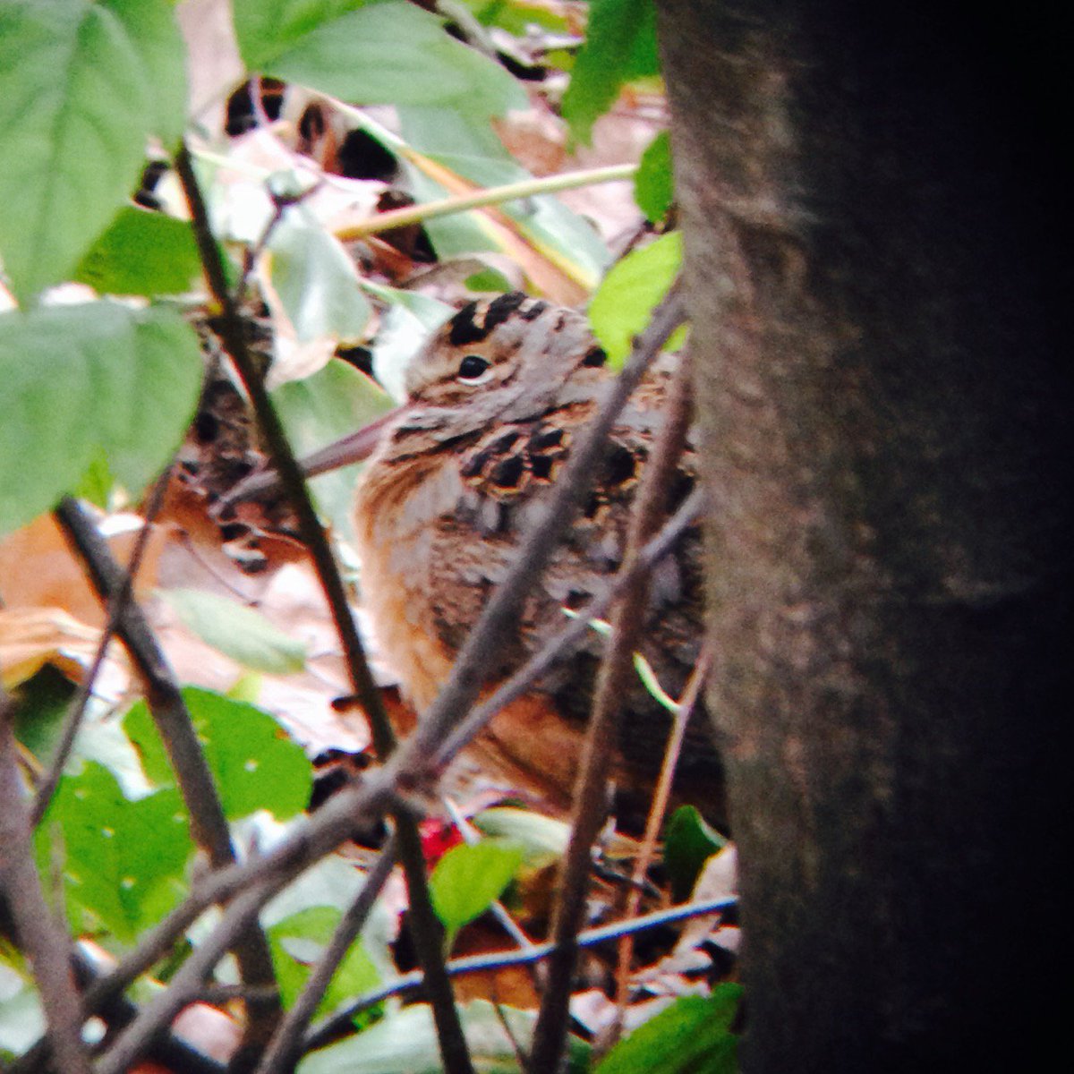 KeithNyquist's tweet photo. A migrating American Woodcock. Rochelle, IL. 10.28.17 #migration2017 https://t.co/MEG2wGiO53