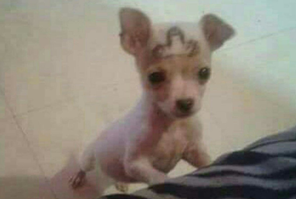 PadreSeptum's tweet photo. Cuando tu perrito se queda dormido en la peda. https://t.co/RDNC1ulEJm