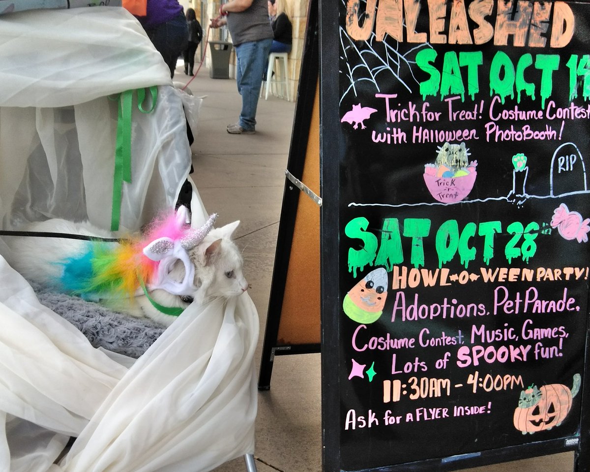 BooTheDeafKitty's tweet photo. We looked great today! We won first place! #unleashed # parklane #petco #dfwcats #dallascats #catsofdfw  #catsofdallas #petcostume https://t.co/3xHiiuK8Ta