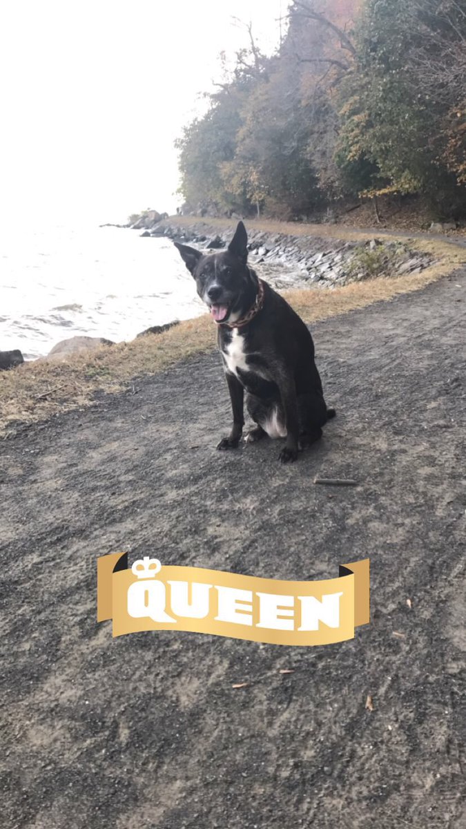 chauch75's tweet photo. Love this fall weather ๐ป๐๐๐๐พ#mybabylola #rescuepit #nyack #hookmountain https://t.co/v3Qxik0n27