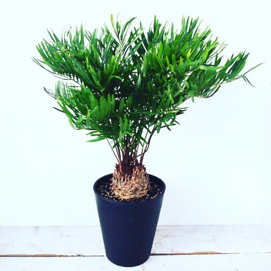 ライフ エコ 観葉植物 数量限定 ザミア フロリダーナ フロリダソテツ 7寸 約w42 H70cm T Co r9jjuyfz 観葉植物 ザミアフロリダーナ ザミア めずらし植物 フロリダソテツ 蘇鉄 ライフエコ おしゃれな植物 T Co