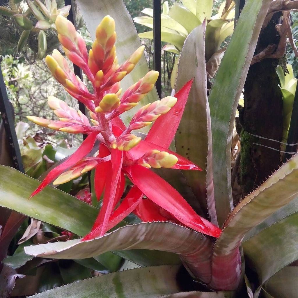 BotanikusVe's tweet photo. #aechmeas #bromeñiasdesol. #bromeñiaceas #paisajismo. Aechmea Chocolate https://t.co/hhejHdl1T5