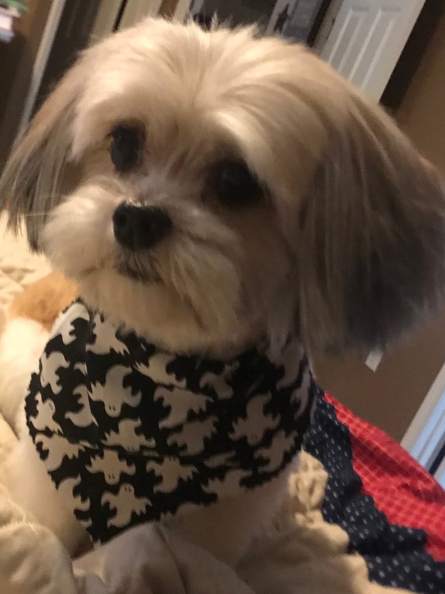 ashleyjo2016's tweet photo. Candy just got her hair did! #toopresh https://t.co/DAopETApSr