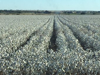 ewyatt5's tweet photo. Croplan 3787 getting it done in SW OK. https://t.co/mO78BBv1KC
