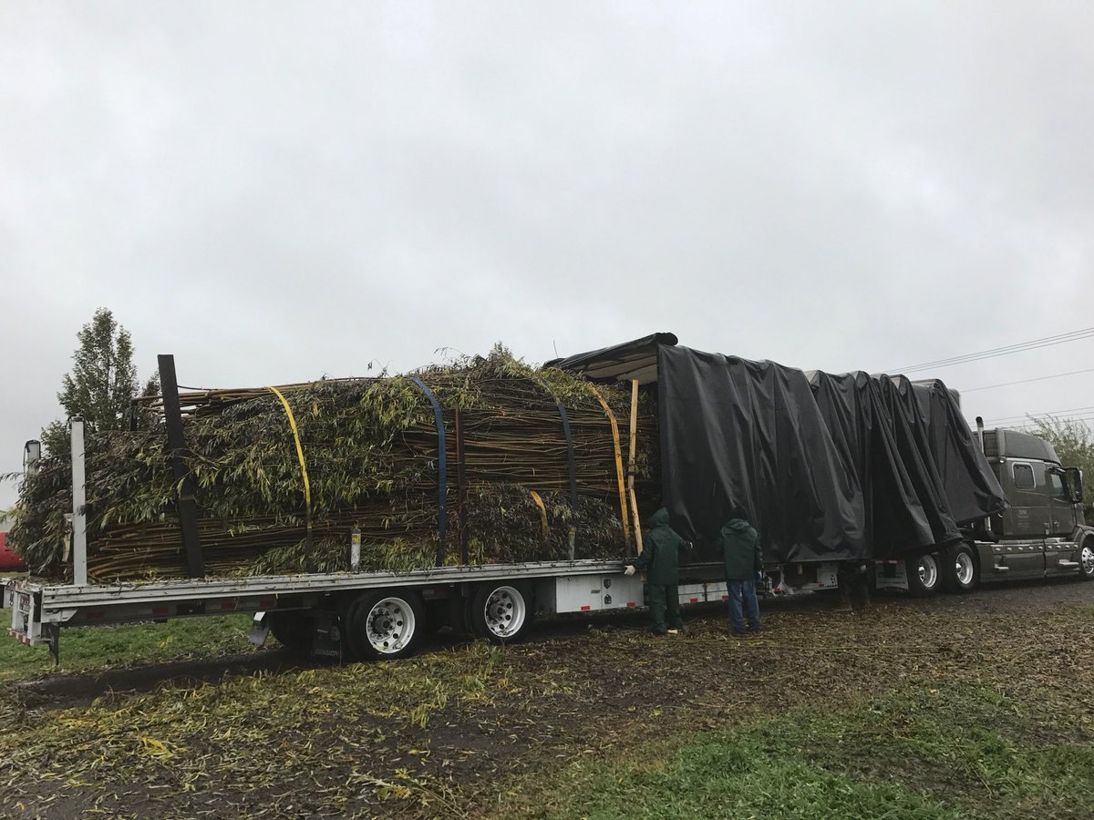 PinecrestGarden's tweet image. #Stickwork #pinecresting #fineart #totalbank #knightfoundation Tons of fresh willow on its way to be transformed into something monumental