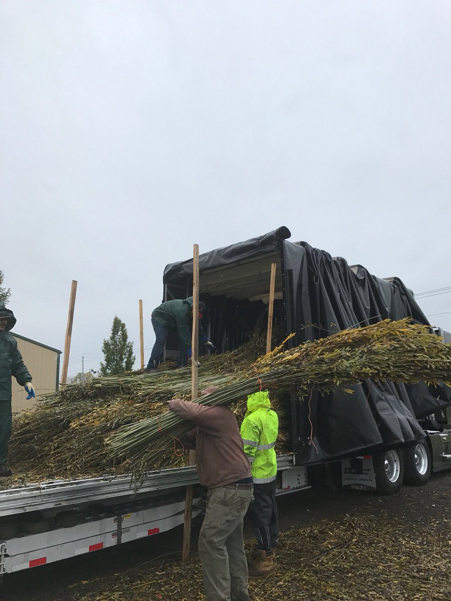 PinecrestGarden's tweet image. #Stickwork #pinecresting #fineart #totalbank #knightfoundation Tons of fresh willow on its way to be transformed into something monumental