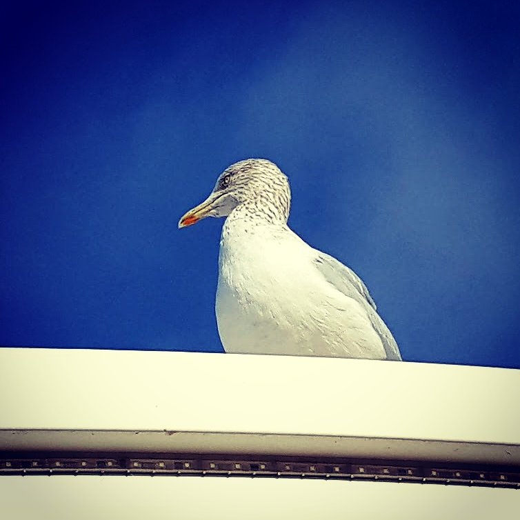 CE_Gull's tweet photo. I'm always on the look out for chips to nick! This is a good vantage point on hols with @DonnaCKE #westonsupermare https://t.co/PRmc8fKA95