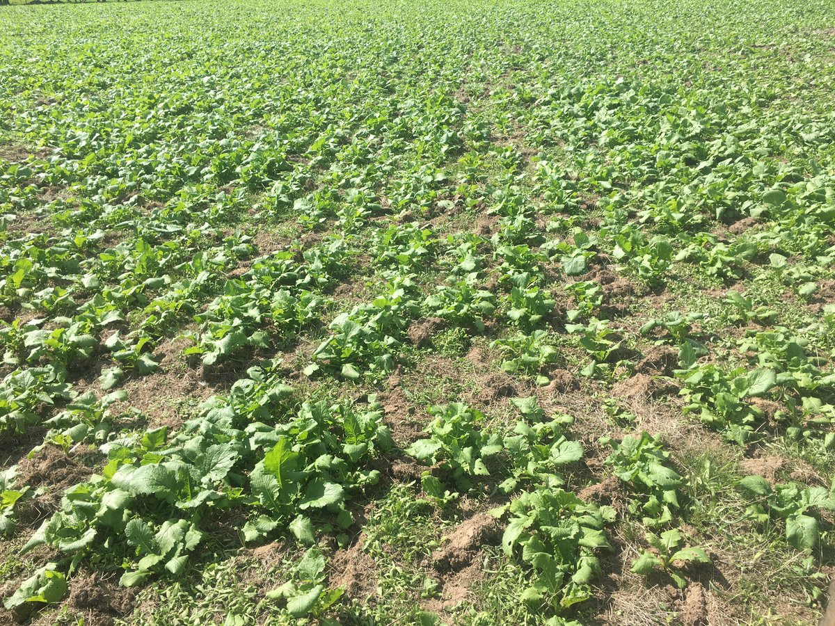 Robert Bradley tweet media