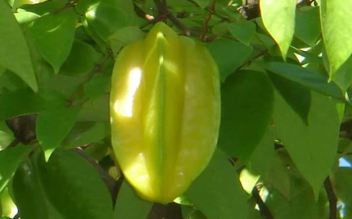 KatarHol5's tweet image. A very popular fruit here in the Philippines specially during election periods 
#Balimbing