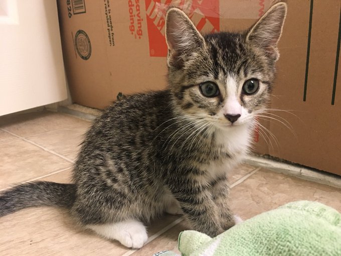 Rescued this lil guy from @NKLA , his name is Muffn💕 #AdoptDontShop https://t.co/STXTedBIPL<a class="tags" target="_blank" title="On Twitter" href="/?out=eyJ0eXAiOiJKV1QiLCJhbGciOiJIUzUxMiJ9.eyJpYXQiOjE3MjE3NzcyNDgsImlzcyI6InR3cG9ybnN0YXJzLmNvbSIsIm5iZiI6MTcyMTc3NzI0OCwiZXhwIjoxNzUzMzEzMjQ4LCJyZWRpcmVjdF91cmwiOiJodHRwczovL3R3aXR0ZXIuY29tL05LTEEifQ.Lgv2BPXcMQmTLLRNTRzr46oSIki8-94WG9pmaBBGIsdzp_8A4t-fIYlMPhattSM5wMKwDMIu9KGIr7fwXbFvJw">&#64;NKLA</a><a href="/tag/adoptdontshop"class="tags"><span>&#35;adoptdontshop</span></a>
