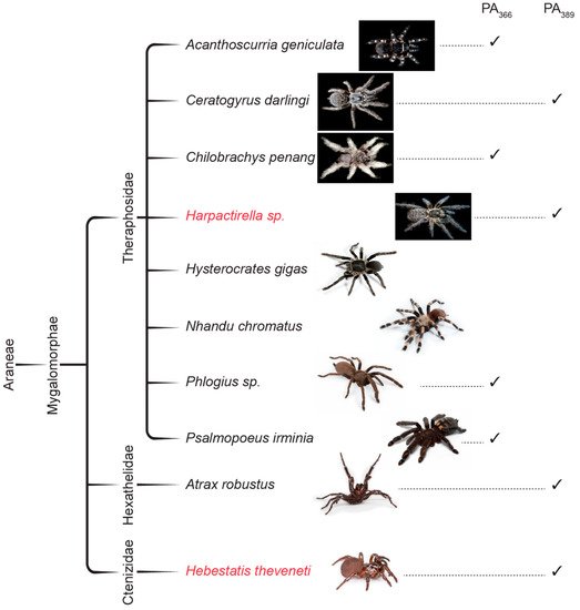Toxins_MDPI's tweet photo. #SpiderToxin Polyamines Influences Toxicity to #Cancer Cells
https://t.co/tZz39Uptjv https://t.co/Qt3IxHMFfH
