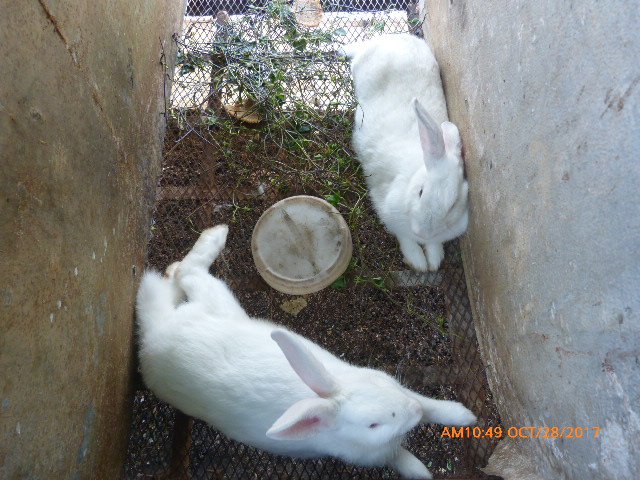 CPRCO  SGTO/1 DAVID VILORIA
MISIÓN CRÍA