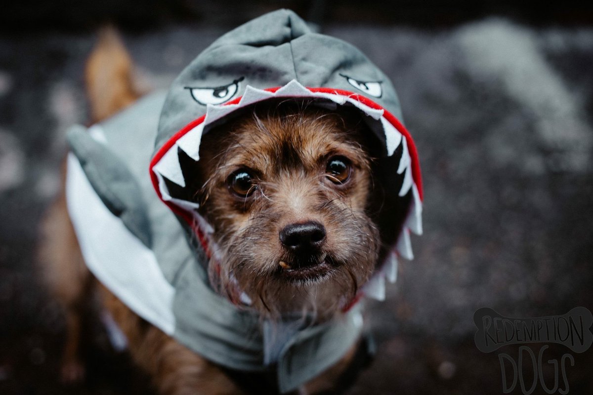 RedemptionPaws's tweet image. Cullen is a shark for Halloween! He's up for adoption at RedemptionPaws.org #AdoptableDogofDay #AdoptDontShop #HarveyRescue