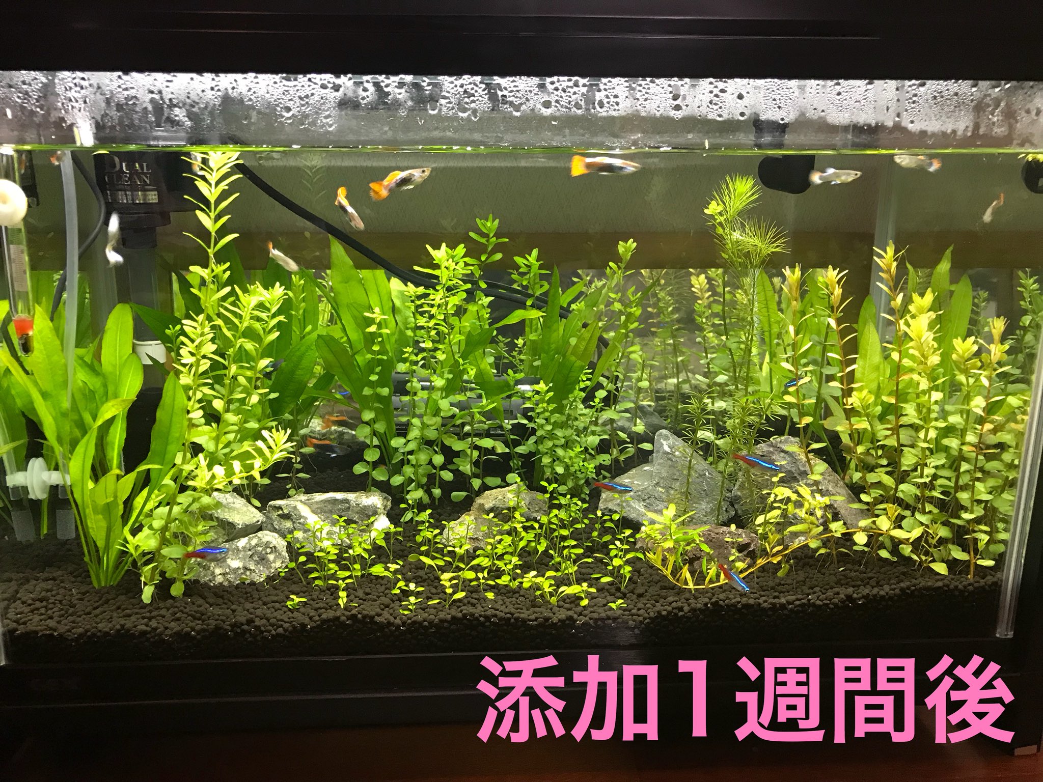 けんご Twitterren 自作co2添加装置作ってから1週間経過 ロタラ育ち過ぎ 水面まで来てるし 水槽仲間に上部フィルターだと意味ないと言われたけど やるとやらないじゃ格段に違う ロタラがアマゾンソードより高くなってるし 発酵式co2 グッピー アクアリウム
