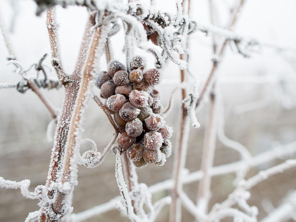 WataWine's tweet photo. El vino de hielo, en inglés #icewine y en francés #vindeglace es un #vino hecho de uva helada con una fuerte concentración en #azúcar. https://t.co/EkhmKIljL8