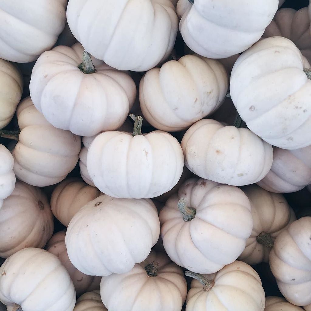playsplish's tweet image. Saturday at the pumpkin patch 😍
.
.
.
.
.
#playsplish #pumpkinpatchfun #pumpkinparty #whitepumpkin #whitepumpkins #pumpkincarving #pumpkinf…