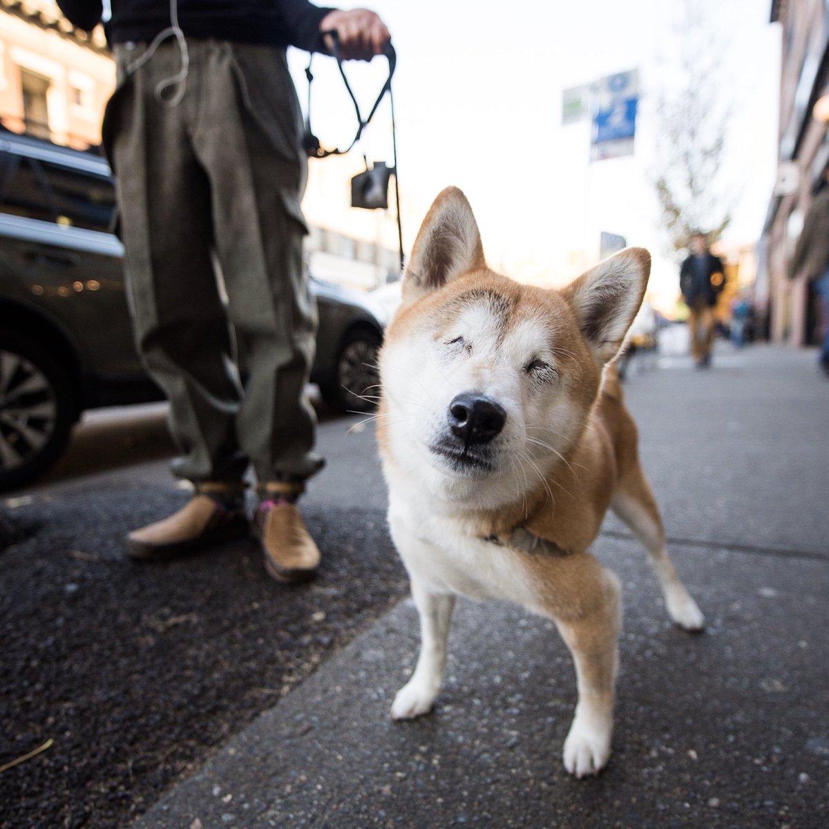 The Dogist On Twitter Mari Shiba Inu 7 Yo 11th Pike