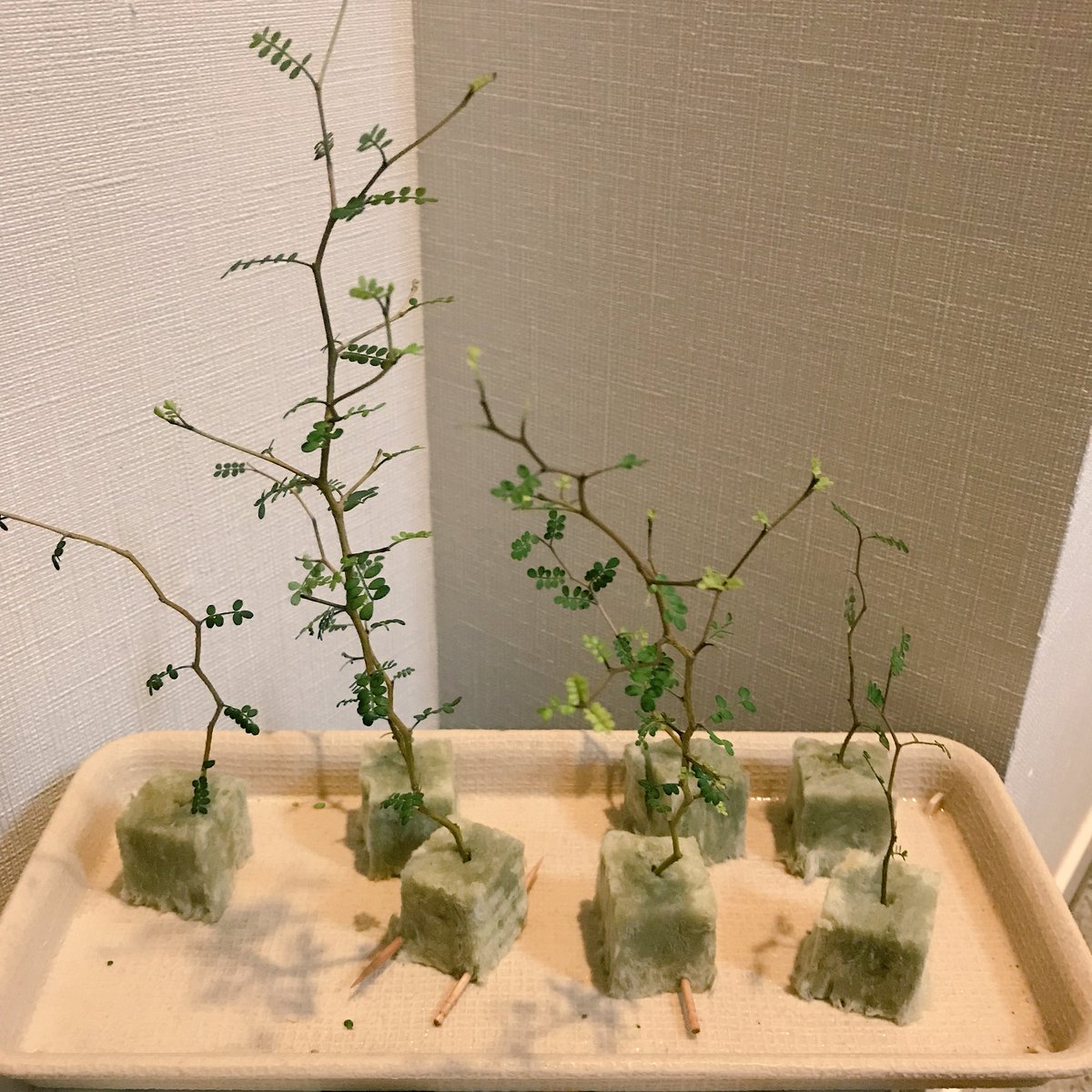 才口オトウフ En Twitter ジグザグの枝とかわいい小さな葉っぱのソフォラを剪定 枝がもったいないので挿し木にしてみたけどうまく根が出るかな T Co Ww8vebf3ys Twitter 才口オトウフ En Twitter ジグザグの枝とかわいい小さな葉っぱのソフォラを剪定 枝がもったいないので挿し木にしてみたけどうまく根が出るかな T Co Ww8vebf3ys Twitter