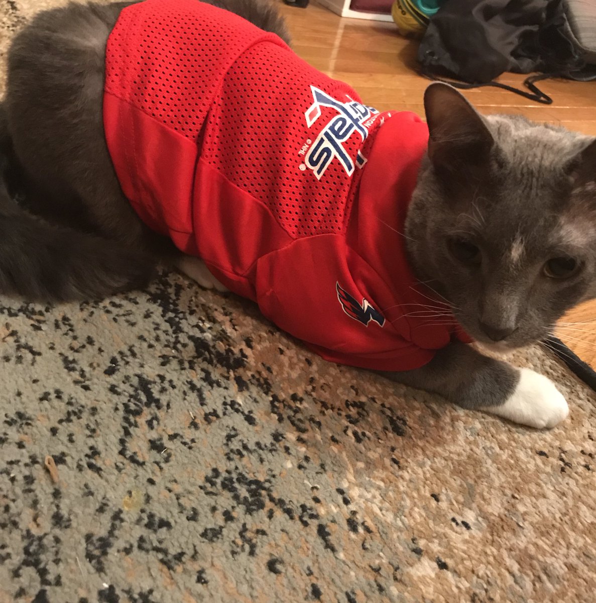 CapsandCats's tweet photo. Time for the caps to score! https://t.co/mQxsECmdg6