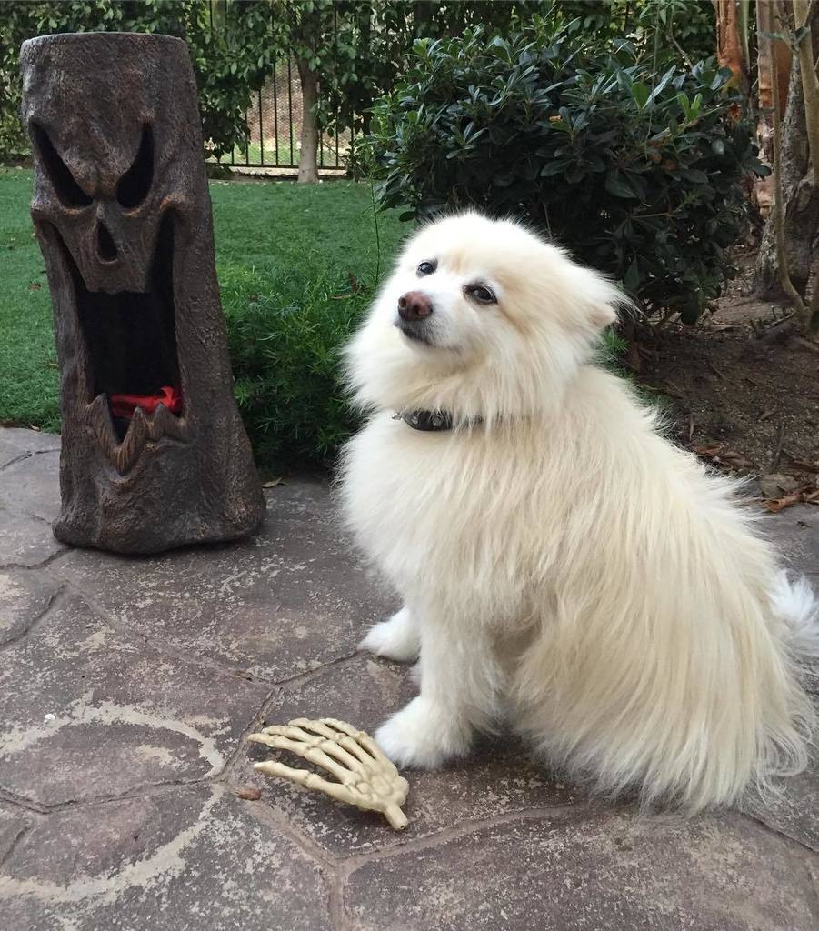 bmkibler's tweet photo. Shiro’s floof makes it hard to see the collar of his Arfus costume https://t.co/2QbhNdGzkG Shiro’s floof makes it hard to see the collar o… https://t.co/2FL2anxauz