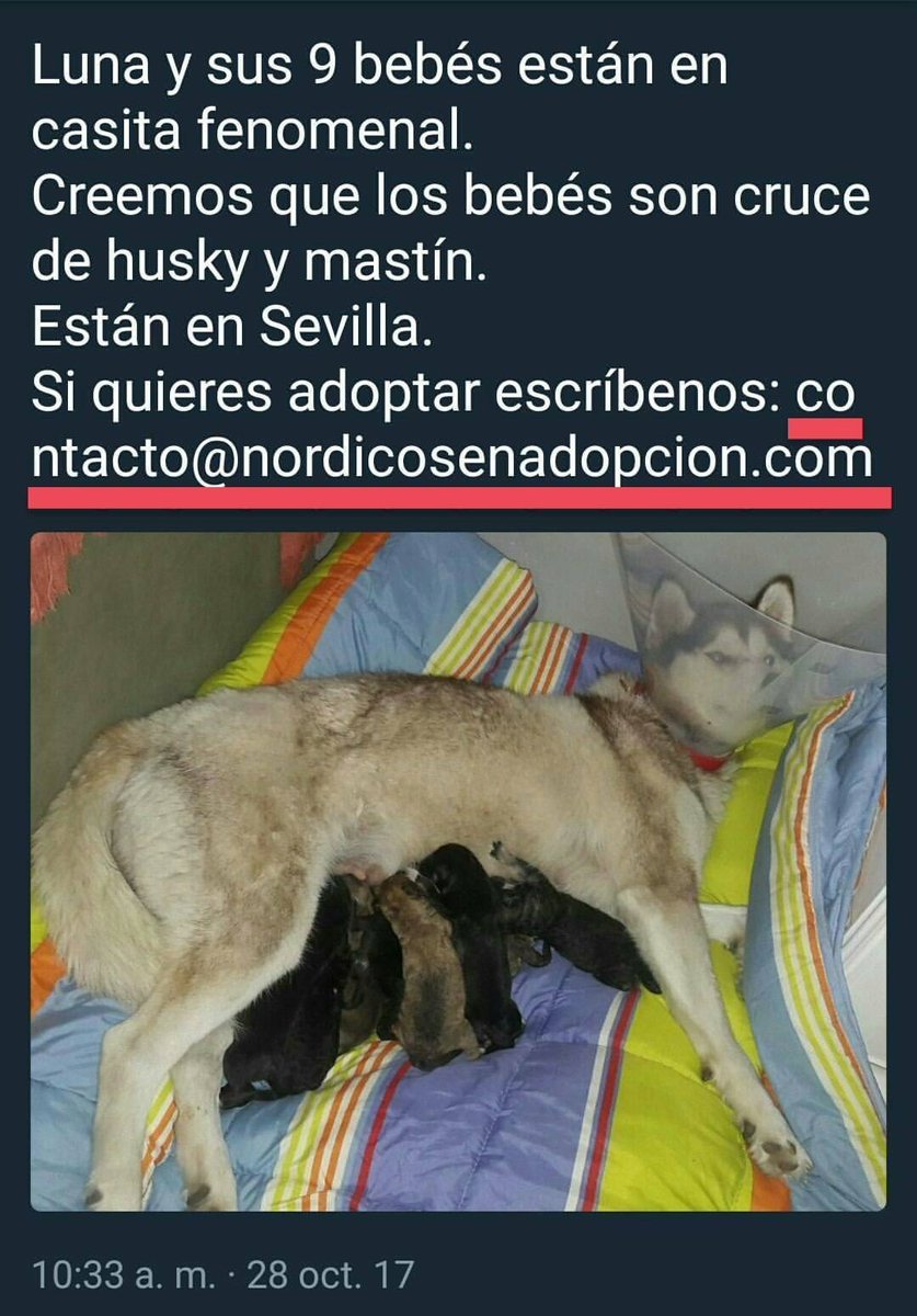 ¿Alguien quiere adoptar un cachorrito?