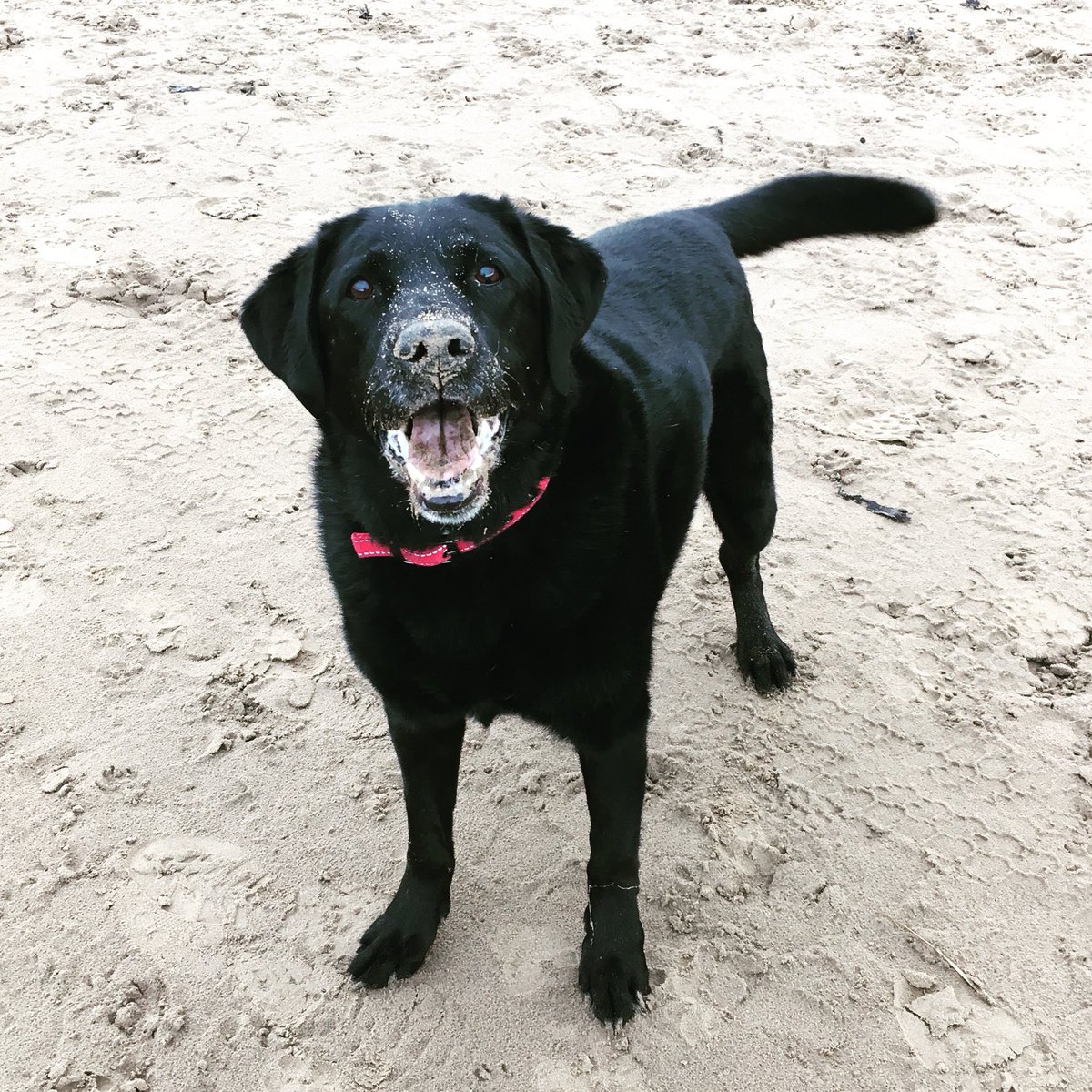 kimdelyse's tweet photo. @SundayBrunchC4 The trick for black dog photos; a sprinkling of sand and ALL the filters!! Chip &amp; Kim x https://t.co/4t8D5dsQqW