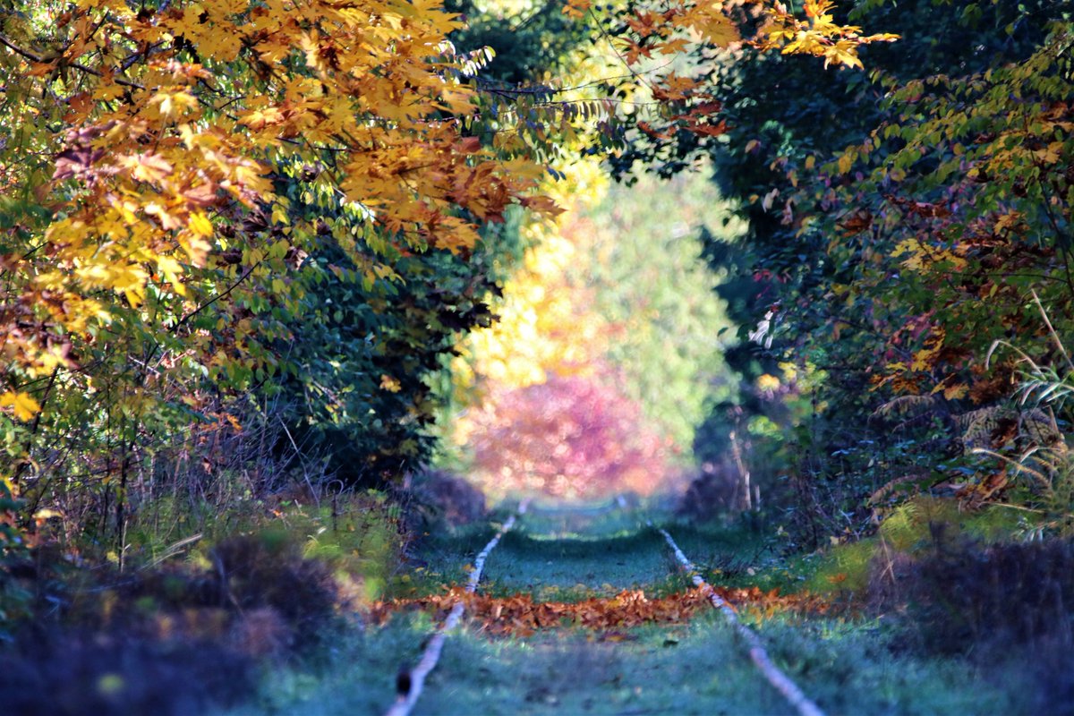 BCFerries's tweet photo. Remember to #ShareTheCoast ! ^mc MT#fallcolors Brilliant colours of fall sketched across the island https://t.co/8UeH5MzzYM