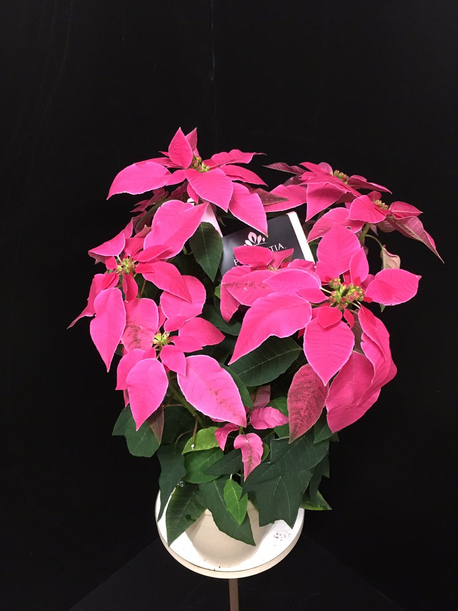 花と緑のグリーンバレイ 今年もポインセチア入荷しました ポインセチア は メキシコ西部を原産とする常緑性低木です 一般に出回っている園芸品種は寒さに弱いため 通年室内で育てていきます 短日植物 としても広く知られ 日が短くなることで花の