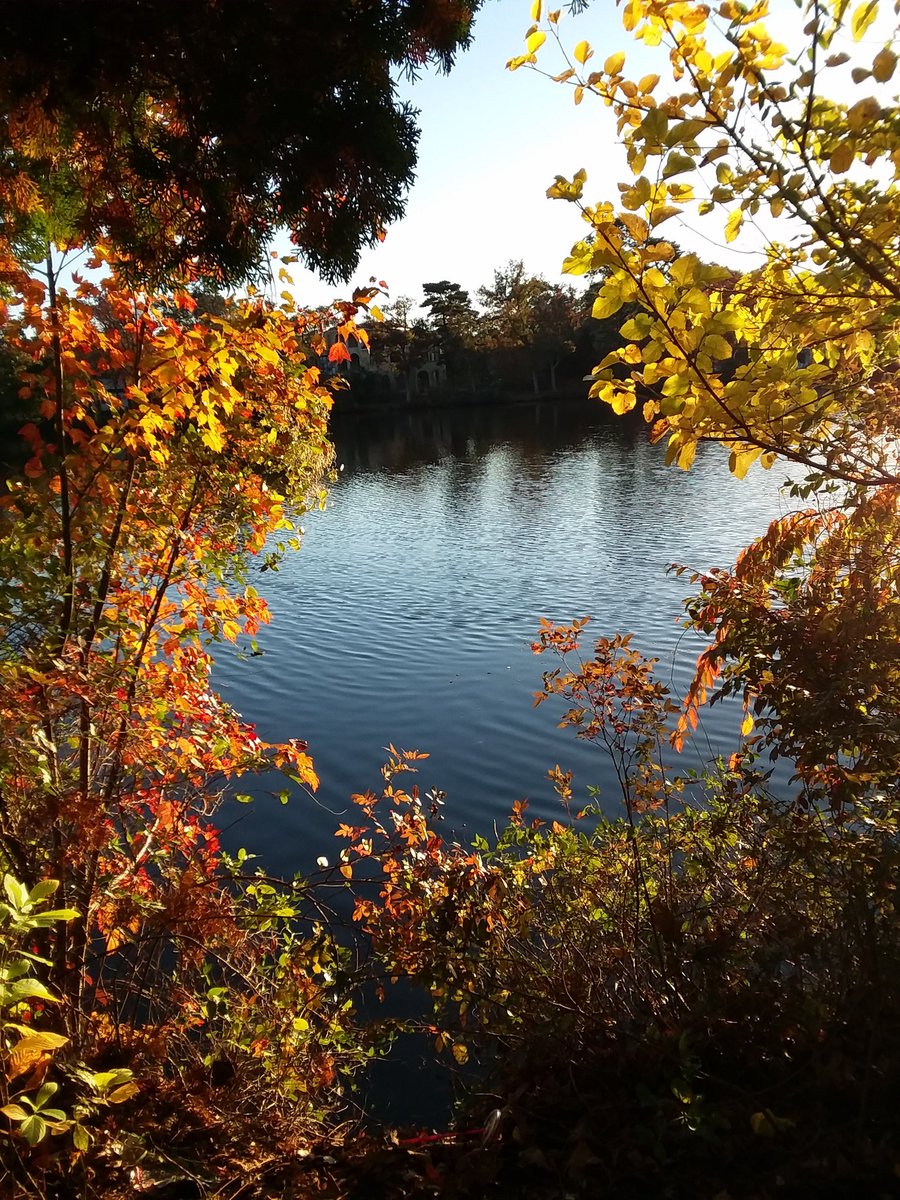 jrzygrl33's tweet photo. 10-27-17 #Jersey #FallFoliage2017 🍁🍂🍃🍁🍂🍃 https://t.co/qXfpgnQEWE