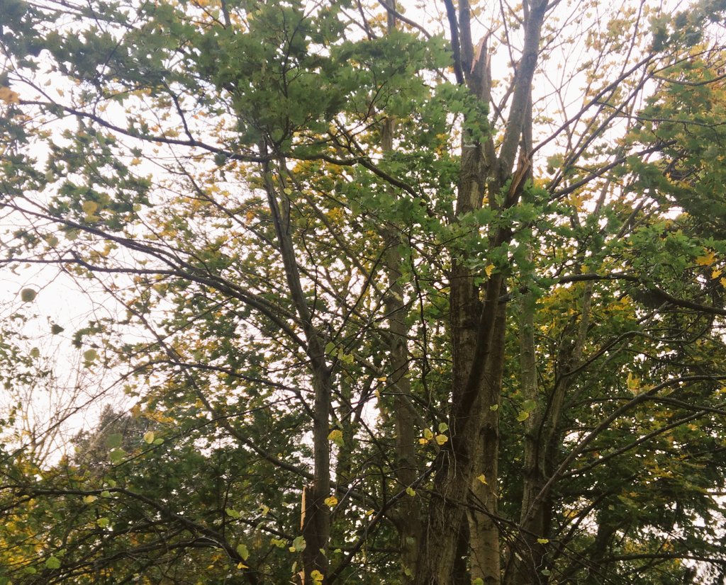mcathereal's tweet photo. #berlin #bvg #u3 #oskarheleneheim #onkel-toms-huette Richtung Krumme Lanke - Baum auf der Strecke https://t.co/QRJkrM6Wmi