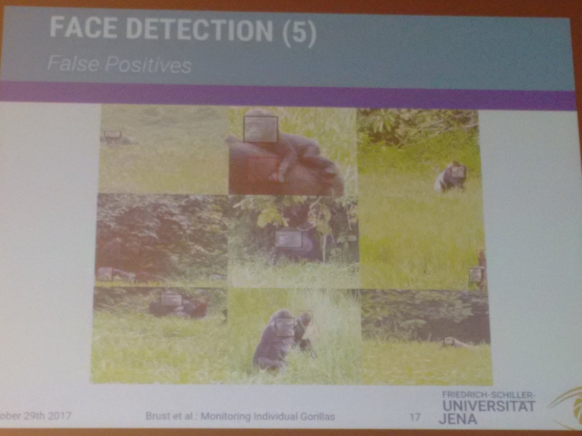 hmnaik's tweet image. #iccv2017 Individual gorilla identification ... @biologging #visionforconservation