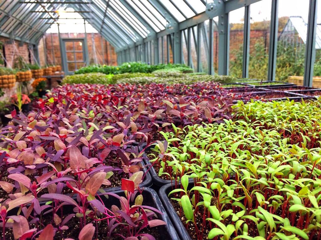 restmoorhall's tweet image. Our microherbs are brightening up a ☁️ day ⭐️
#microherbs #kitchengarden #orach #tapestry #growyourown #produce #seasonal #aughton #ormskirk