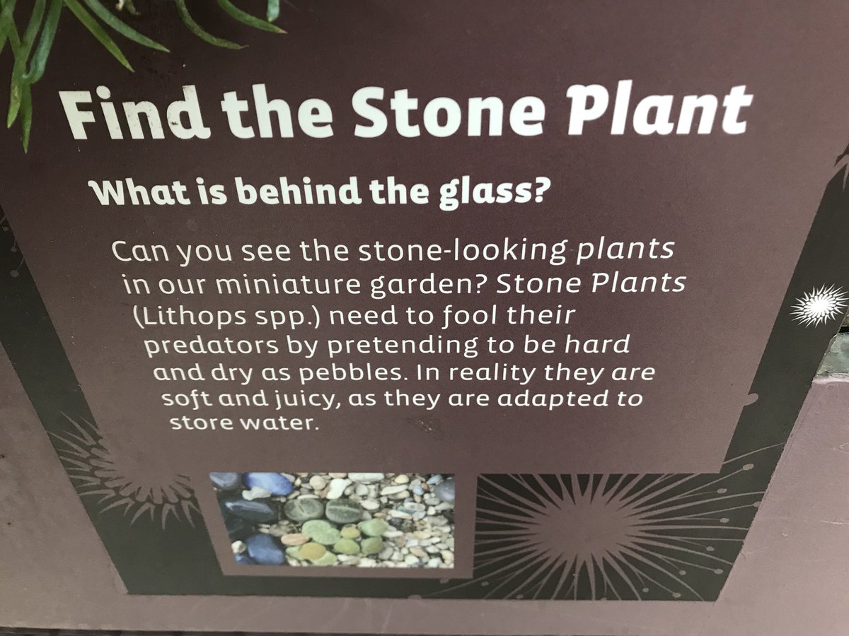 peopleripple_'s tweet photo. Are you a stone plant? #peopleripple #pretendingtobehard https://t.co/Wrlrvck05v