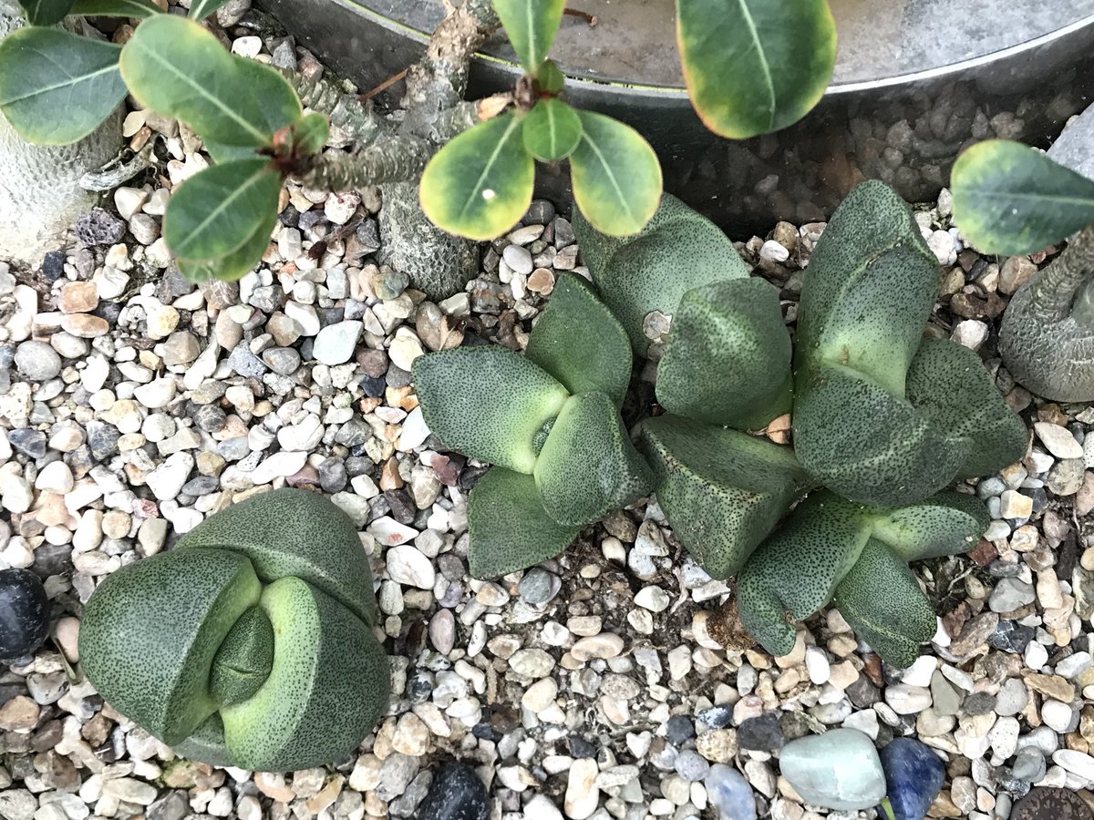 peopleripple_'s tweet photo. Are you a stone plant? #peopleripple #pretendingtobehard https://t.co/Wrlrvck05v