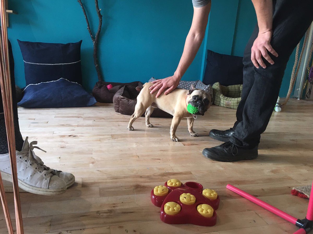 shopdogn8's tweet image. We are closed Sundays but here's a picture of Moon Baby in our doggy play ground and yes that ball is now forever hers! We are back open mon