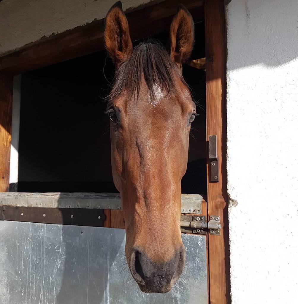 kerenlarkinire's tweet photo. Well Bill
#wellbill #thoroughbredsofinstagram #irishbredthoroughbred #p2p https://t.co/Ji8d5AcxXJ
