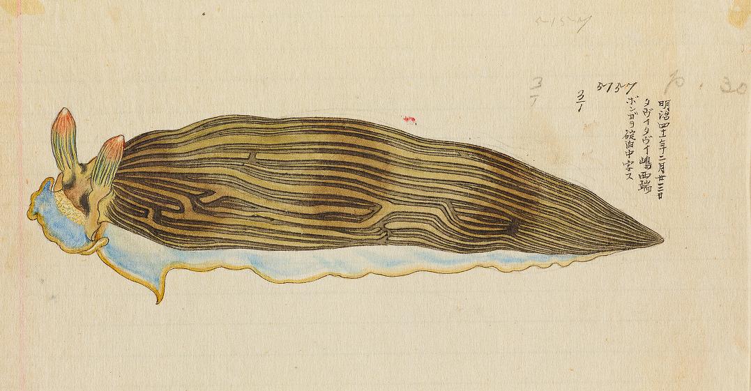 BioDivLibrary's tweet photo. Happy #SeaSlugDay! 1908 fieldbook records nudibranchs collected on Philippines Expedition https://t.co/3B4hOAUMDy @SmithsonianArch #SIFBP https://t.co/vuka3vEZe8