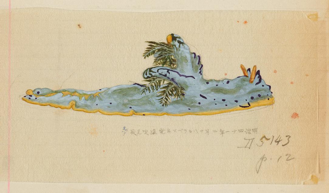 BioDivLibrary's tweet photo. Happy #SeaSlugDay! 1908 fieldbook records nudibranchs collected on Philippines Expedition https://t.co/3B4hOAUMDy @SmithsonianArch #SIFBP https://t.co/vuka3vEZe8